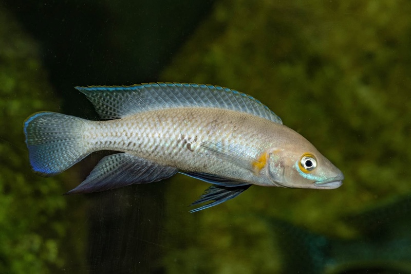 Neolamprologus nigriventris 'Kiku'